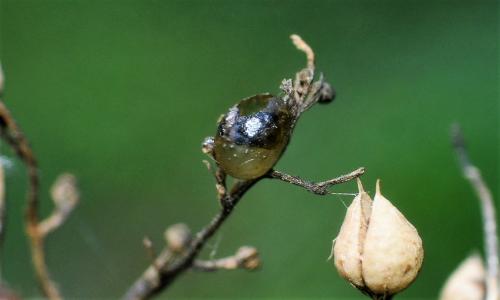 Cionus sp.